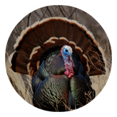 DAROUND 315 Gone Hunting (Turkey)